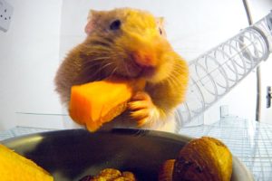 THIS Is How Hamsters Fit So Much Food Inside Their Cheeks! | Pets: Wild At Heart | BBC Earth