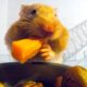 THIS Is How Hamsters Fit So Much Food Inside Their Cheeks! | Pets: Wild At Heart | BBC Earth