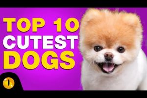 TOP 10 CUTEST DOG BREEDS