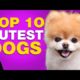 TOP 10 CUTEST DOG BREEDS