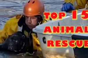 TOP 15 Animal Rescues