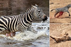 TOP 5 CROCODILE DEFEAT OTHER ANIMALS IN THE RIVER