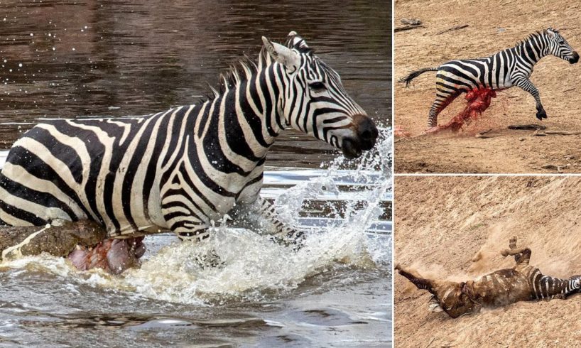 TOP 5 CROCODILE DEFEAT OTHER ANIMALS IN THE RIVER