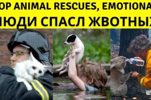 TOP Animal Rescues, Emotional/Inspiring/Funny Will Melt Your Heart Compilation. REAL LIFE HEROES