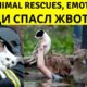 TOP Animal Rescues, Emotional/Inspiring/Funny Will Melt Your Heart Compilation. REAL LIFE HEROES