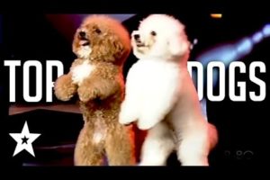 The Best Dog Auditions EVER On Got Talent From Around The World