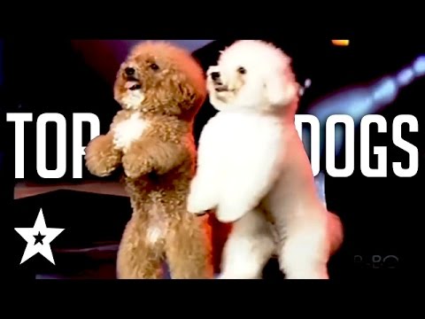 The Best Dog Auditions EVER On Got Talent From Around The World