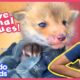 The Bravest Boldest Animal Rescues You'll Ever See | 1 Hour of Animal Videos For Kids | Dodo Kids