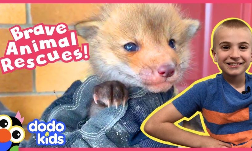 The Bravest Boldest Animal Rescues You'll Ever See | 1 Hour of Animal Videos For Kids | Dodo Kids