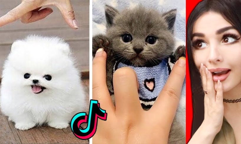 The CUTEST Animals On Tik Tok 2