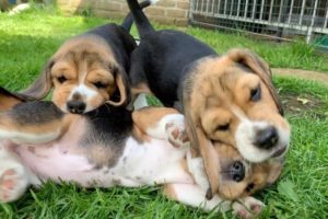 The Cutest Beagle Puppy Compilation! Very Funny & Cute Puppies!