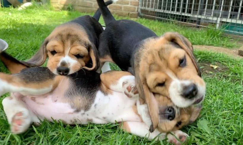 The Cutest Beagle Puppy Compilation! Very Funny & Cute Puppies!