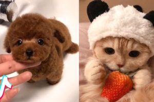 The Cutest Pets I found on TikTok ?