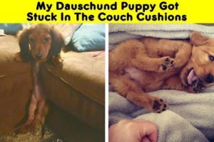 The Cutest Puppies Ever - Part 2