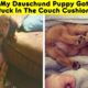 The Cutest Puppies Ever - Part 2