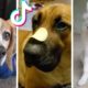 The Cutest Puppies and Funniest Dogs on TikTok! ?