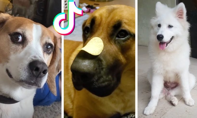 The Cutest Puppies and Funniest Dogs on TikTok! ?