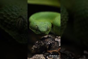 ?The green snake?animal,animals,wild animals,animal fights,funny animals.