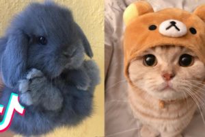 These May Be the Cutest Pets on TikTok ?