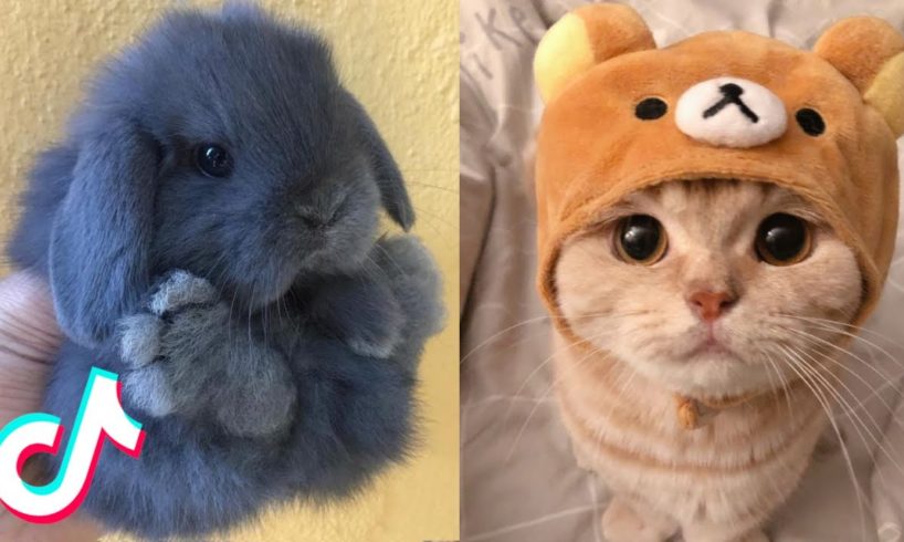 These May Be the Cutest Pets on TikTok ?