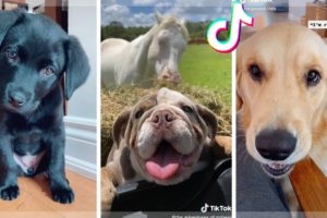 ? These Might Be The Funniest Doggos & Cutest Puppies on TIK TOK ?