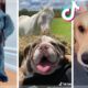 ? These Might Be The Funniest Doggos & Cutest Puppies on TIK TOK ?