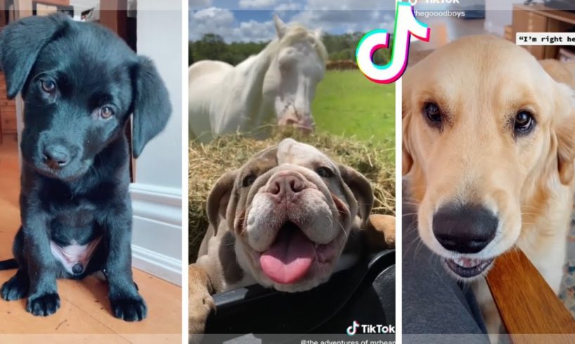 ? These Might Be The Funniest Doggos & Cutest Puppies on TIK TOK ?