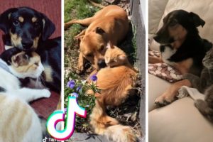 These Might Be the Cutest Pets on TikTok ? Funny Animals Compilation