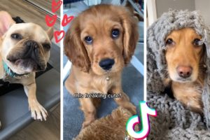 These Might Be the Funniest Doggos on TikTok ? Cutest Puppies Compilation