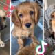 These Might Be the Funniest Doggos on TikTok ? Cutest Puppies Compilation