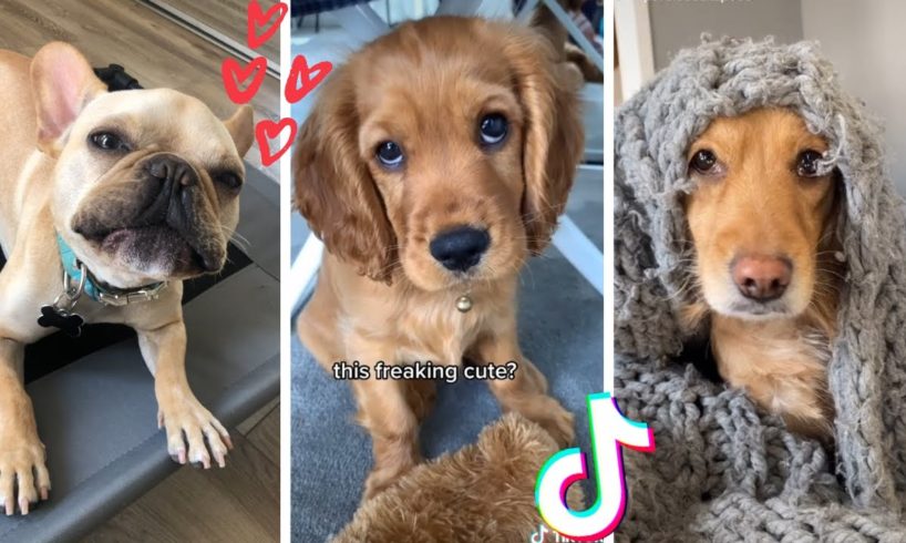 These Might Be the Funniest Doggos on TikTok ? Cutest Puppies Compilation
