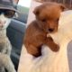 These Might be the Cutest Pets on Tik Tok 2 ??