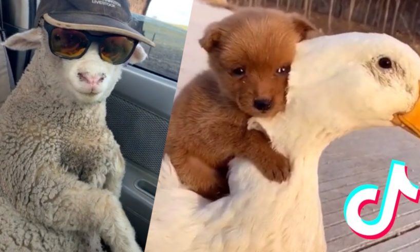 These Might be the Cutest Pets on Tik Tok 2 ??