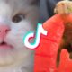 These Might be the Cutest Pets on Tik Tok ?? Part 2