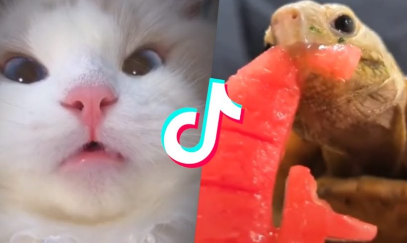 These Might be the Cutest Pets on Tik Tok ?? Part 2