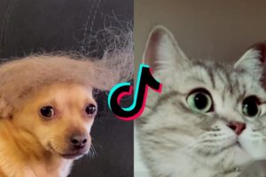 These Must Be The CUTEST Pets On Tiktok??