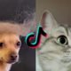 These Must Be The CUTEST Pets On Tiktok??
