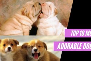 This Cute Dogs Videos will make your day | Cute Puppies | Cute cats | Cute Animals | nba highlights