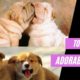 This Cute Dogs Videos will make your day | Cute Puppies | Cute cats | Cute Animals | nba highlights