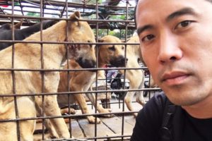 This Guy Rescues Dogs From Torture And Slaughter In Asia
