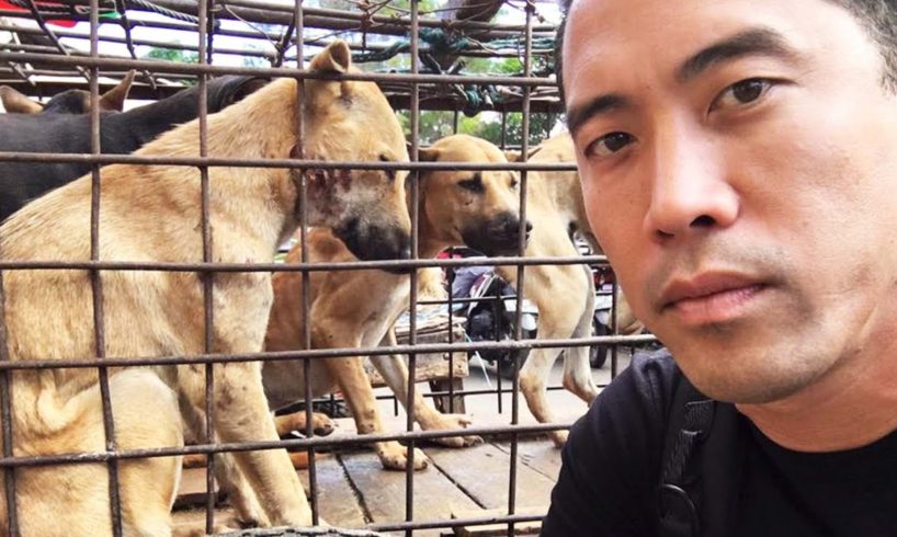 This Guy Rescues Dogs From Torture And Slaughter In Asia