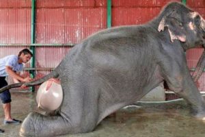 This Is How These 10 Animals Look Like while Giving Birth