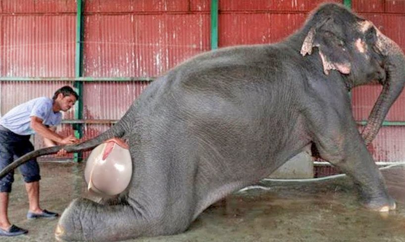 This Is How These 10 Animals Look Like while Giving Birth