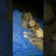 Three average cute puppies playing with each other | Dogs playing video | animals video |