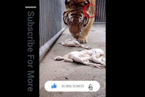 Tiger's lunch time | Rarest Animal Fight | Artemis | Viral Animal Fight | 2021 | Wild Animals
