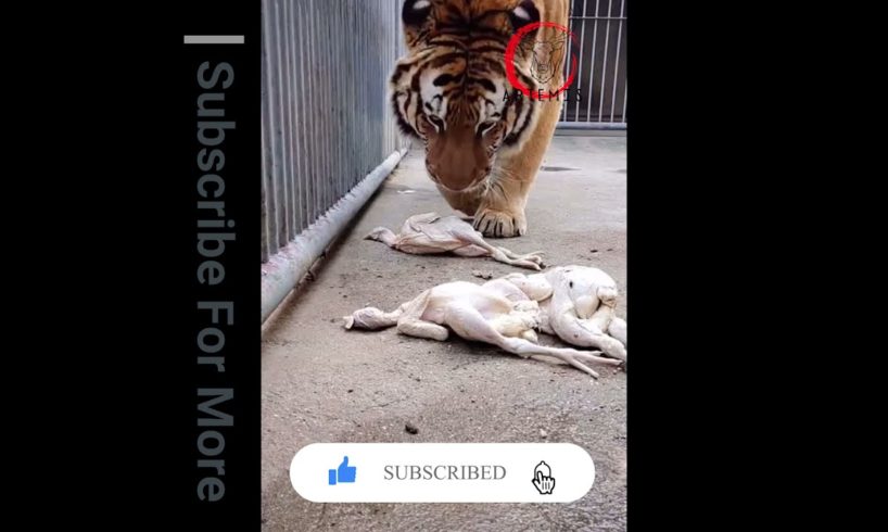 Tiger's lunch time | Rarest Animal Fight | Artemis | Viral Animal Fight | 2021 | Wild Animals