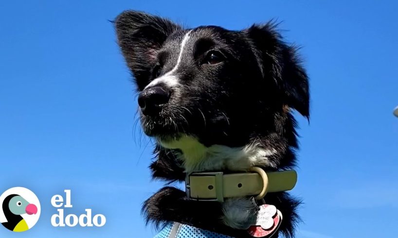 Todo le daba miedo a este perrito hasta que... comenzó a visitar el parque | El Dodo