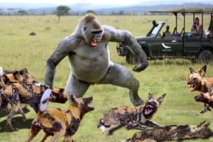 Top 10 Attack Of Wild Animals || Lion Gorilla Wild Dogs Leopard Zebra - Wild Animals Fight