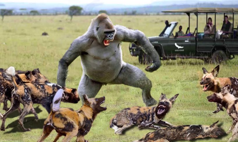 Top 10 Attack Of Wild Animals || Lion Gorilla Wild Dogs Leopard Zebra - Wild Animals Fight