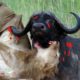 Top 10 Great Animal Wars - Mother Buffalo kills old Lion who try to eat her baby, Wild boar vs lion